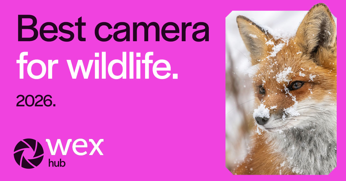 wextweets's tweet photo. If you were buying a camera for wildlife photography today, what would you go for? And what would you pick if you wanted to keep the cost down?

We asked our team of photography experts the same thing. Take a look: https://t.co/wWjZ6tvMwB https://t.co/Y86ZBaQy28
