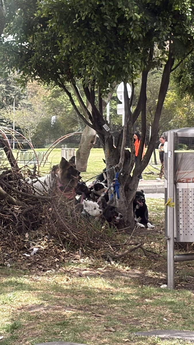 cduartec's tweet photo. Si Ud tiene un paseador por la zona de Alhambra (Bogotá), su perro puede estar amarrado en un árbol sobre la 116, llegando a la Córdoba. https://t.co/qCkE7yGQfc