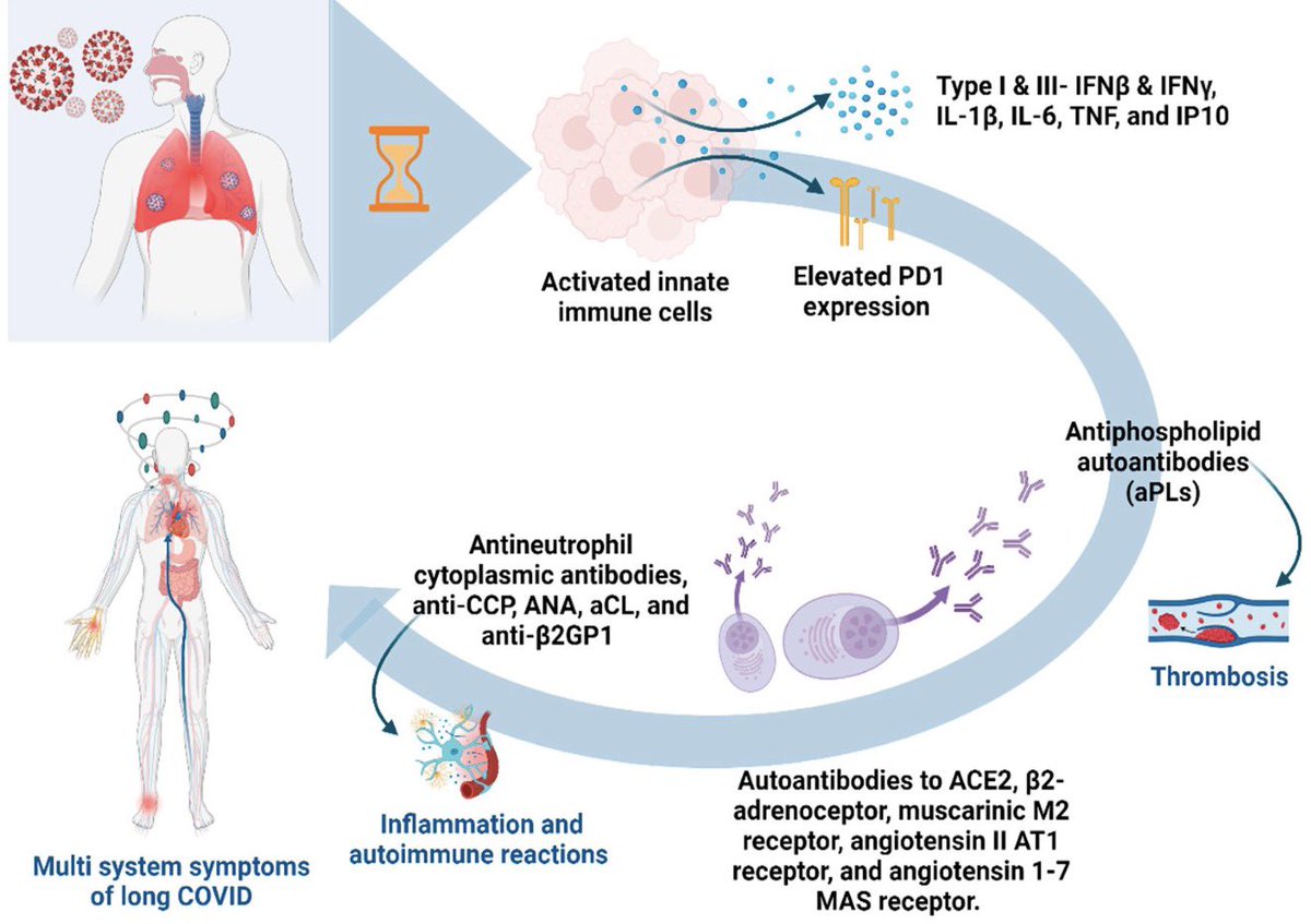 vipintukur's tweet photo. Could #LongCOVID be driven by an immune system that remains “switched on”?

➡️ A remarkable case report describes a previously healthy 39-year-old man with severe LongCOVID—brain fog, disabling fatigue and autonomic symptoms—who showed marked immune abnormalities, including autoantibodies and abnormal T-cell–monocyte interactions.

➡️ After high-dose #IVIG, his fatigue normalised, cognitive function returned to normal and his quality of life recovered over the following year. 

➡️ These clinical improvements were accompanied by reductions in inflammatory signals, autoantibodies and T-cell–monocyte complexes.  1/