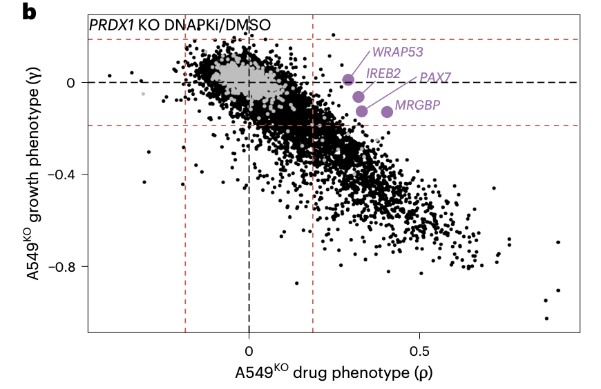 arcinstitute's tweet photo. The team then repeated the screens in PRDX1 knockout cells. Knocking down IREB2, PAX7, or MRGBP restored growth under DNA-PK inhibition and lowered γH2AX. All three lowered labile iron, and chelating iron partly rescued the cells, indicating PRDX1 protects the genome from iron-driven oxidation.