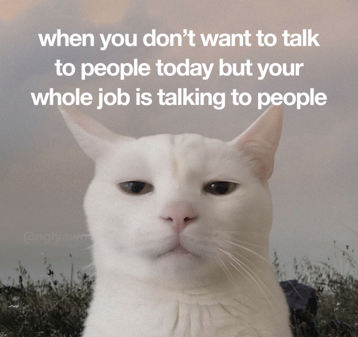 literallymecats's tweet photo. https://t.co/zbvzByAGDK
