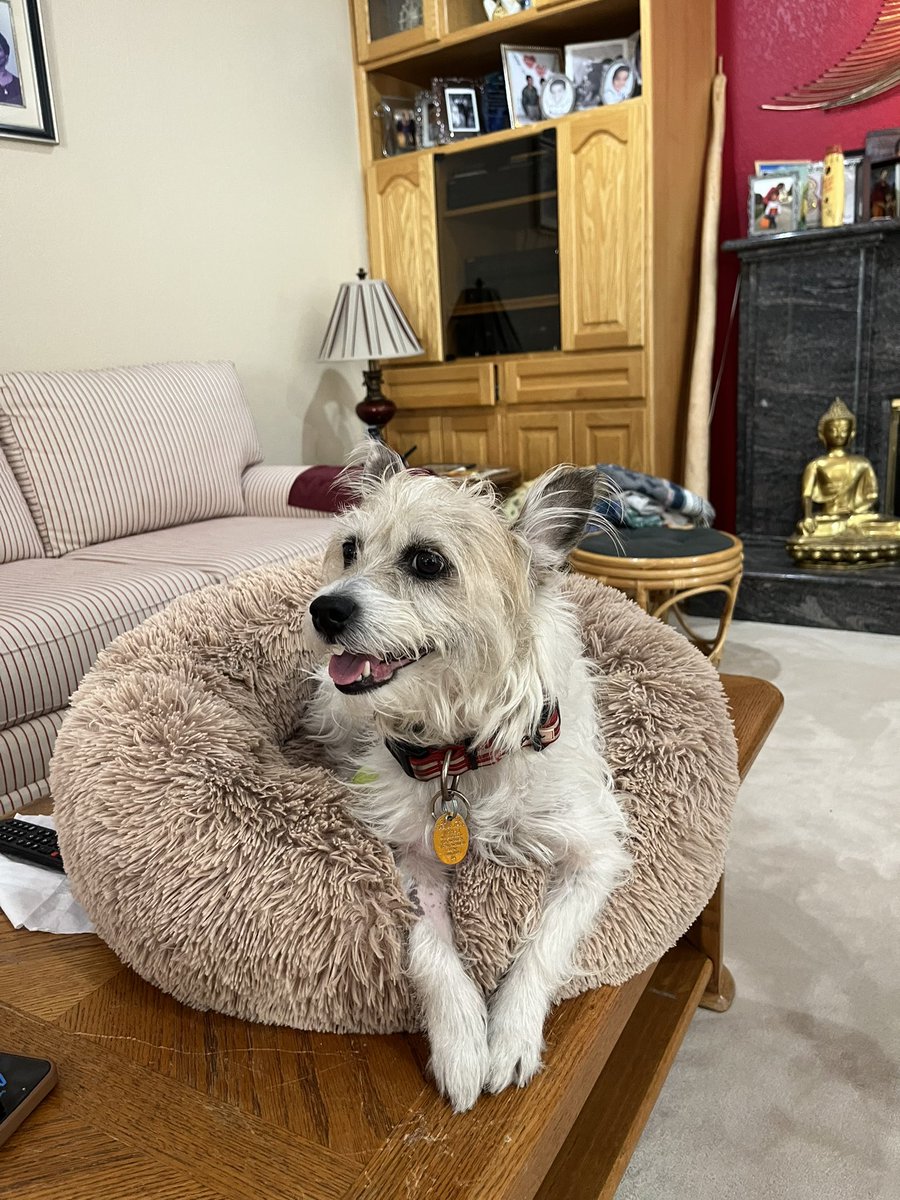 TRiLLLefT's tweet photo. @jacquelinecmary “Foundation for Responsible Pet Ownership”
An (apolitical) Vision For You!

(Chloe/“kutha”/6 year terrier mix)
(Billy, 2 year old feline)
The joke is they are called “kutha” “Billy” by my mom,  but they are actually kuthiya &amp; billa (Hindi for female dog &amp; male cat, respectively). https://t.co/fhXjXjK3KS