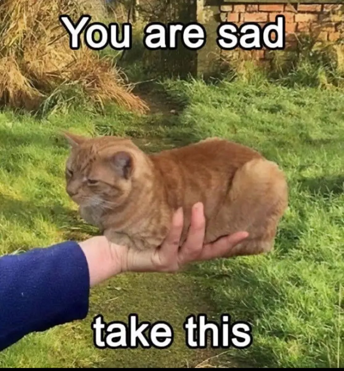 cleanmemez's tweet photo. @CatMeowkingdom https://t.co/fxnjA40rvV