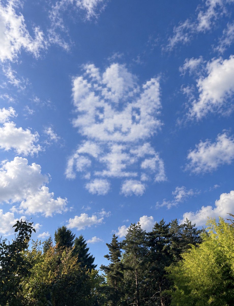 RyDawg42's tweet photo. Today’s weather forecast….

Partly Sunny with a Chance of $Robincat https://t.co/8qTpqFTrfw