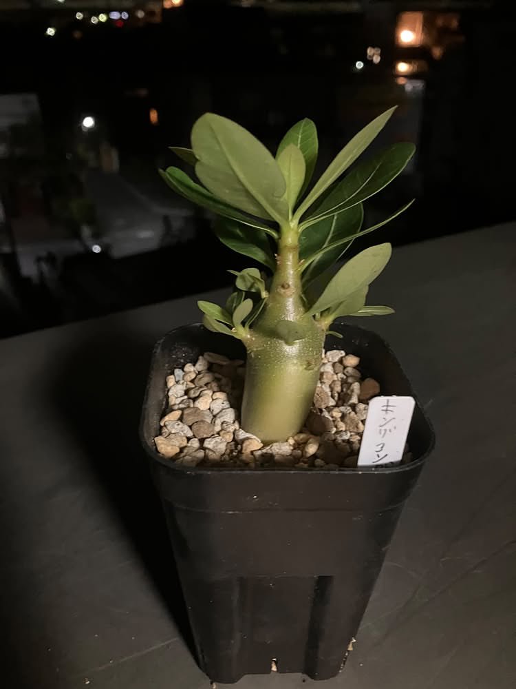 Helios_Adenium's tweet photo. アデニウムって成長スピード速いから私は好きなった😍
1年前は苗だったキング・コングは今では立派な株になった🤗

1枚目 2025年9月
2枚目 2026年9月

#アデニウム #アデニウム実生 #adenium https://t.co/VY9dpkz9lc