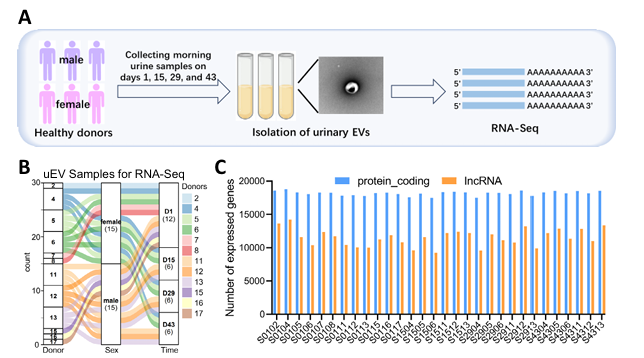 MolMedBMC's tweet photo. Article in Press: Longitudinal profiling of urinary extracellular vesicle RNA reveals physiological variability and stable reference genes in healthy individuals | #MolecularMedicine #ExtracellularVesicles #RNA #Biomarkers #Transcriptomics #CIBERSORT https://t.co/achu78rhUv https://t.co/UJ7TXt7AV2
