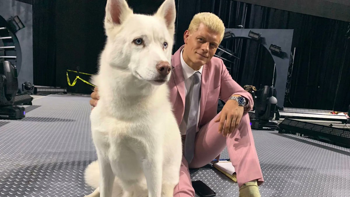 WrestleFeatures's tweet photo. Cody Rhodes has announced the passing of his dog, Pharaoh.

Sending love to Cody &amp; Brandi 🙏 https://t.co/JGL5B1qJ8I