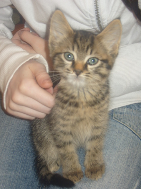 AGingerxyz's tweet photo. RIP Oscar. 2011-2026. Aged 15 years and 22 days. The softest of boys. Love you so much 💔 https://t.co/I6qtmSDANf