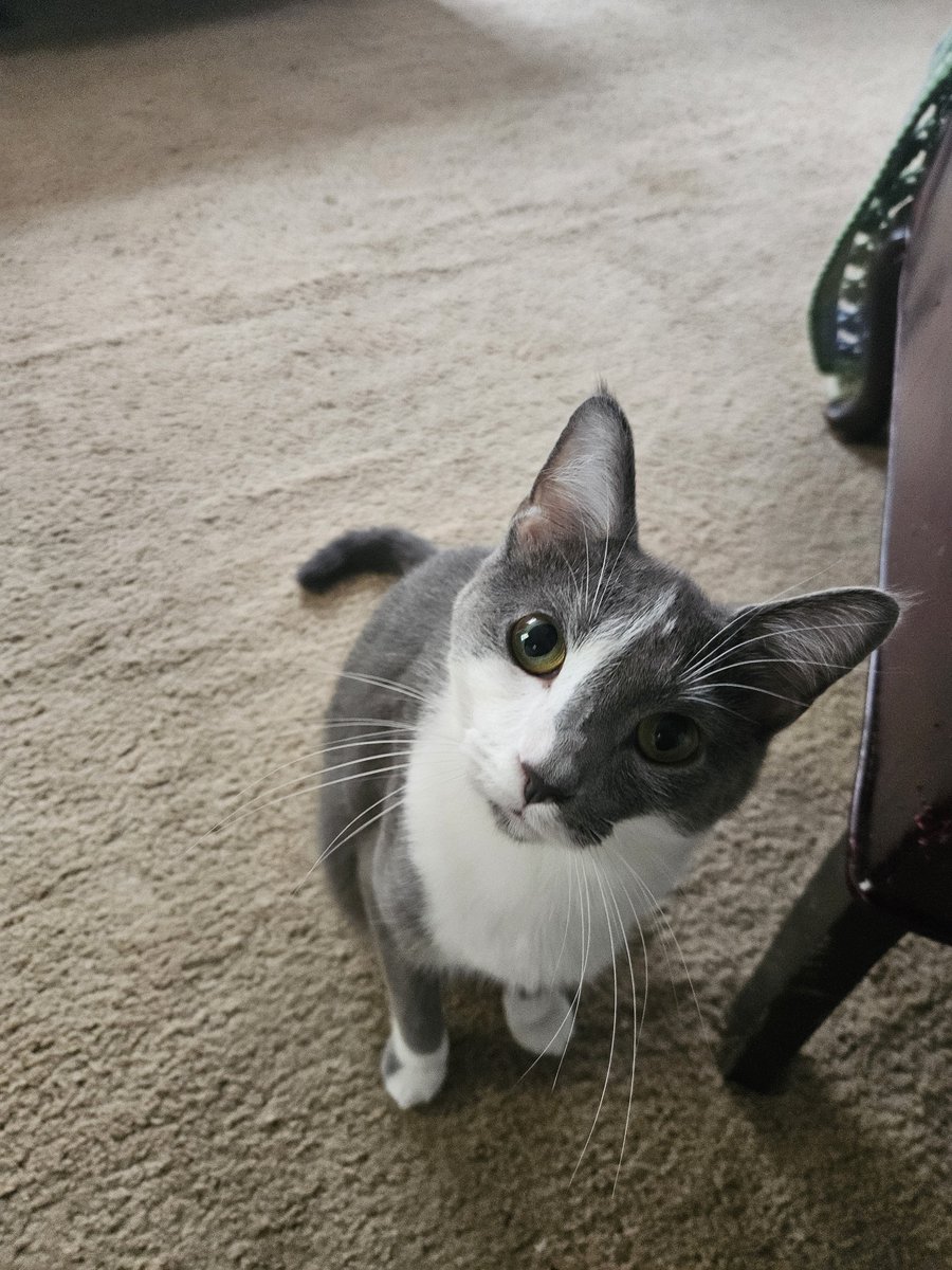 deathwillfreeme's tweet photo. daily piza post ❤️ i love my boy https://t.co/JzPc4xpITJ