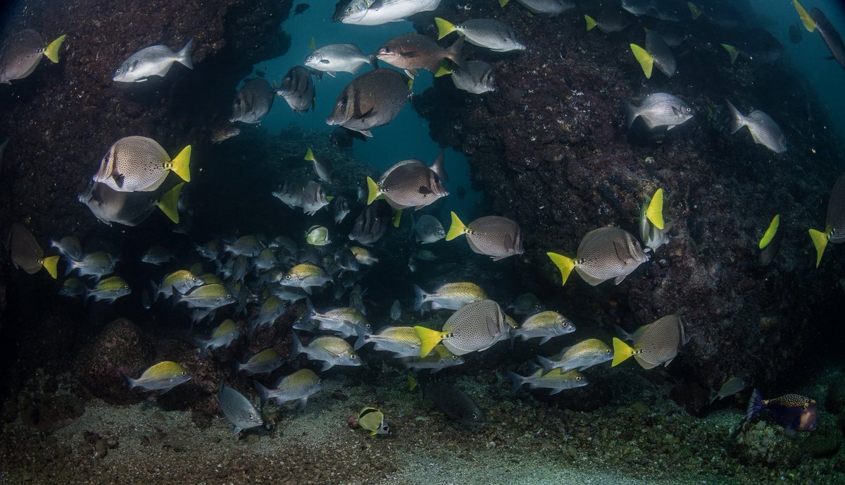 BanderasScuba's tweet photo. Diving at Los Arcos is like entering a world suspended between light and the deep blue. Beneath the surface, the rock formations transform into underwater cathedrals: stone arches, majestic rocks, and passageways where rays of sunlight dance like silver threads. https://t.co/qe0pKhHKCz