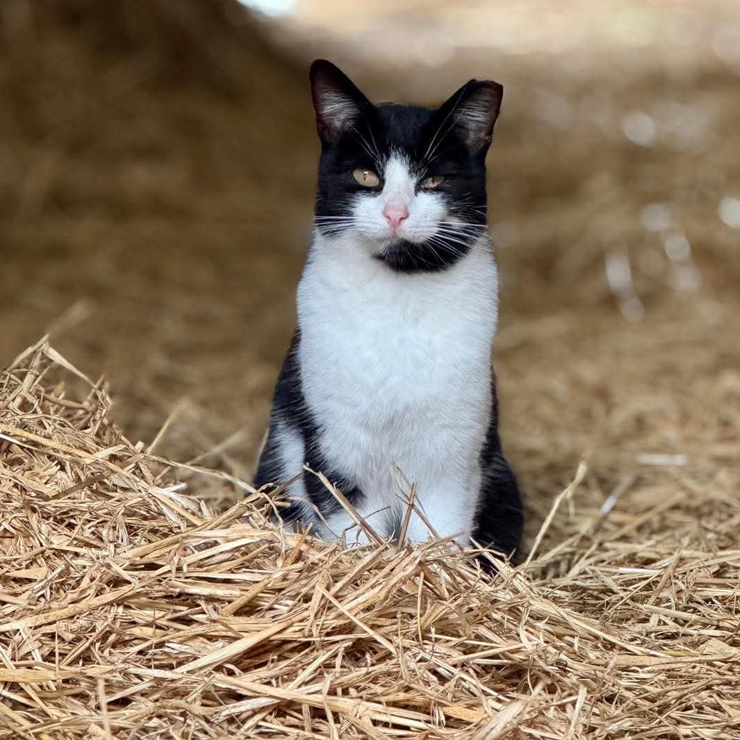 team_greenacres's tweet photo. 😺Yard cats looking for rural or outdoor homes, such as small holdings, stable yards or farms😺
Do you have stables or a yard that would benefit from some cat residents?
🐾We offer a free setup service throughout Pembrokeshire. This includes providing & setting up the necessary equipment for their settling-in period, along with advice to ensure a smooth transition
🐾Yard cats provide sustainable & eco friendly rodent control
🐾Generally need a hands off approach
🐾Once they have their freedom, they are very low maintenance just requiring daily food, water & a warm place to sleep
🐾 All neutered & up-to-date with their Vet work / parasite treatment
📸Please note: the cats pictured are for illustration purposes only & are part of our own cat colony here at the rescue📸
🏡👇If you think you can offer one (or more) of our Yard Cats the right home, please complete the application form by following the link below👇🏡
🔗
https://t.co/TyYJLq7uu6
📝FYI: Applications are processed Monday to Thursday. Please be patient, our Rehoming Team will be in contact with you as soon as possible📝
🏡🏥All successful applications are subject to home & Vet checks🏥🏡
📍Our animals are based in #Pembrokeshire South West #Wales While we do rehome across the UK, please keep our location in mind because visits to the centre are essential. We may also prioritise homes that are closer to the rescue
For full details on our adoption process please visit:
🔗
https://t.co/P5YZxvile6
Can't adopt right now? The best way to help an animal in need is to:
🔁SHARE THEIR POST so it reaches their forever home🔁
📝Engage with their post by leaving a comment or an emoji because this helps with the X algorithm📝
💚Thank you for considering adoption & for helping us find a truly special homes for our Yard Cats💚
#teamgreenacres #rescue #rehomehour #caturdayeve #caturday #CaturdaySaturday