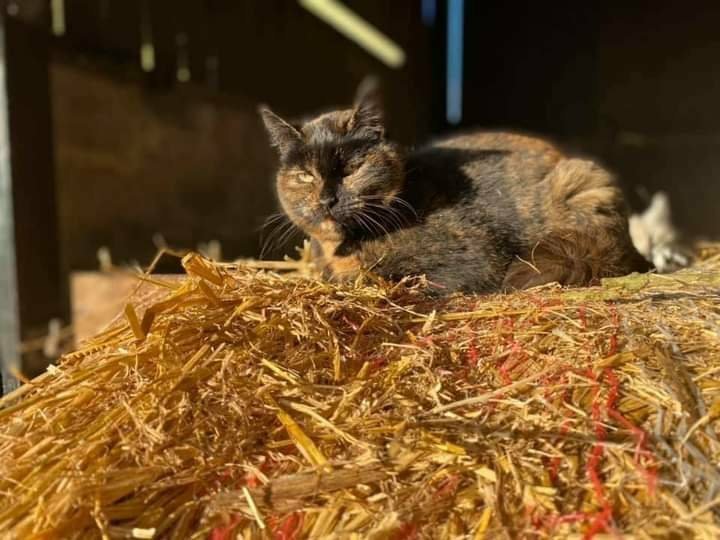 team_greenacres's tweet photo. 😺Yard cats looking for rural or outdoor homes, such as small holdings, stable yards or farms😺
Do you have stables or a yard that would benefit from some cat residents?
🐾We offer a free setup service throughout Pembrokeshire. This includes providing & setting up the necessary equipment for their settling-in period, along with advice to ensure a smooth transition
🐾Yard cats provide sustainable & eco friendly rodent control
🐾Generally need a hands off approach
🐾Once they have their freedom, they are very low maintenance just requiring daily food, water & a warm place to sleep
🐾 All neutered & up-to-date with their Vet work / parasite treatment
📸Please note: the cats pictured are for illustration purposes only & are part of our own cat colony here at the rescue📸
🏡👇If you think you can offer one (or more) of our Yard Cats the right home, please complete the application form by following the link below👇🏡
🔗
https://t.co/TyYJLq7uu6
📝FYI: Applications are processed Monday to Thursday. Please be patient, our Rehoming Team will be in contact with you as soon as possible📝
🏡🏥All successful applications are subject to home & Vet checks🏥🏡
📍Our animals are based in #Pembrokeshire South West #Wales While we do rehome across the UK, please keep our location in mind because visits to the centre are essential. We may also prioritise homes that are closer to the rescue
For full details on our adoption process please visit:
🔗
https://t.co/P5YZxvile6
Can't adopt right now? The best way to help an animal in need is to:
🔁SHARE THEIR POST so it reaches their forever home🔁
📝Engage with their post by leaving a comment or an emoji because this helps with the X algorithm📝
💚Thank you for considering adoption & for helping us find a truly special homes for our Yard Cats💚
#teamgreenacres #rescue #rehomehour #caturdayeve #caturday #CaturdaySaturday