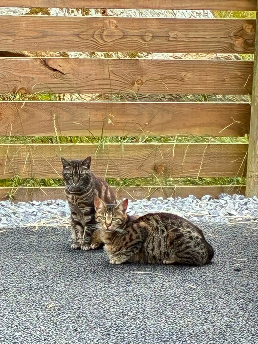 team_greenacres's tweet photo. 😺Yard cats looking for rural or outdoor homes, such as small holdings, stable yards or farms😺
Do you have stables or a yard that would benefit from some cat residents?
🐾We offer a free setup service throughout Pembrokeshire. This includes providing & setting up the necessary equipment for their settling-in period, along with advice to ensure a smooth transition
🐾Yard cats provide sustainable & eco friendly rodent control
🐾Generally need a hands off approach
🐾Once they have their freedom, they are very low maintenance just requiring daily food, water & a warm place to sleep
🐾 All neutered & up-to-date with their Vet work / parasite treatment
📸Please note: the cats pictured are for illustration purposes only & are part of our own cat colony here at the rescue📸
🏡👇If you think you can offer one (or more) of our Yard Cats the right home, please complete the application form by following the link below👇🏡
🔗
https://t.co/TyYJLq7uu6
📝FYI: Applications are processed Monday to Thursday. Please be patient, our Rehoming Team will be in contact with you as soon as possible📝
🏡🏥All successful applications are subject to home & Vet checks🏥🏡
📍Our animals are based in #Pembrokeshire South West #Wales While we do rehome across the UK, please keep our location in mind because visits to the centre are essential. We may also prioritise homes that are closer to the rescue
For full details on our adoption process please visit:
🔗
https://t.co/P5YZxvile6
Can't adopt right now? The best way to help an animal in need is to:
🔁SHARE THEIR POST so it reaches their forever home🔁
📝Engage with their post by leaving a comment or an emoji because this helps with the X algorithm📝
💚Thank you for considering adoption & for helping us find a truly special homes for our Yard Cats💚
#teamgreenacres #rescue #rehomehour #caturdayeve #caturday #CaturdaySaturday