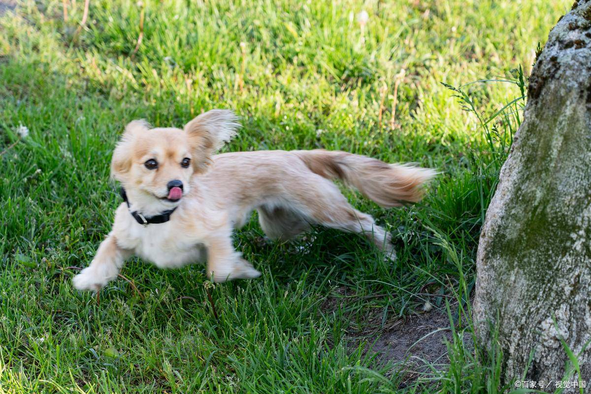 HamzaCakmabbca's tweet photo. Look how our puppy has grown from a tiny fur ball to a playful buddy in just 6 months—every cuddle and walk feels more special now! https://t.co/jGfEm2SWQD