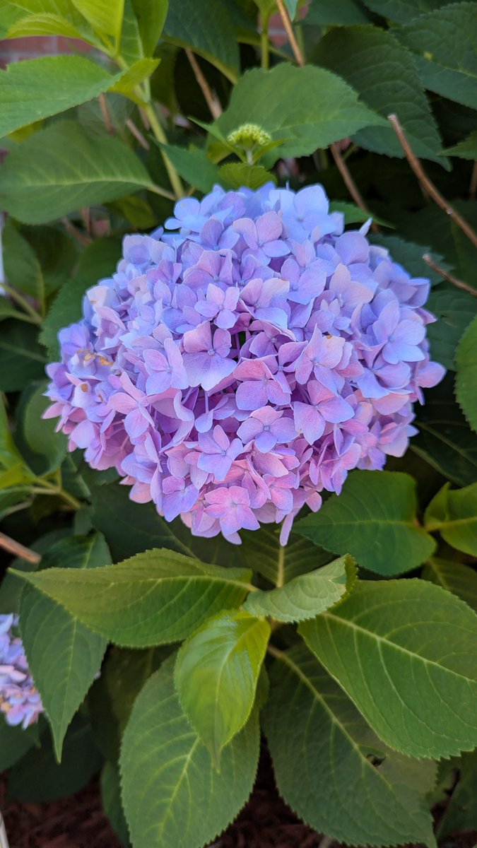 Funsize_Milf's tweet photo. Around my old roommate's apartment complex were these beautiful hydrangea https://t.co/u8c9GxAryM