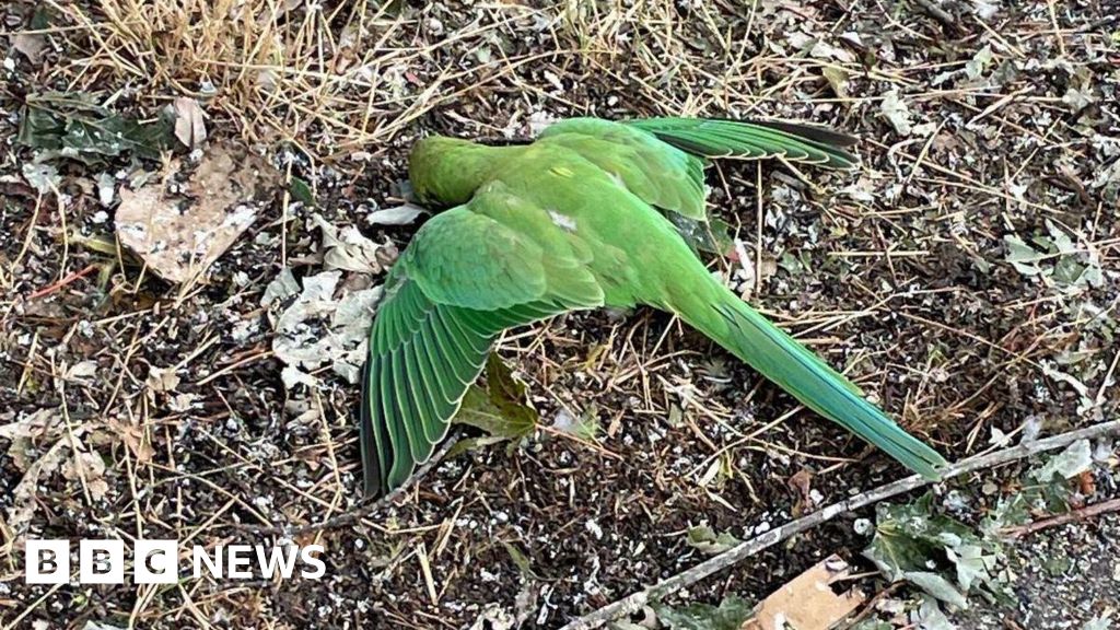 BBCLondonNews's tweet photo. Parakeets found shot by catapults in London park ➡️ https://t.co/nn6sgCSoD9 https://t.co/y6VtOQLjjT