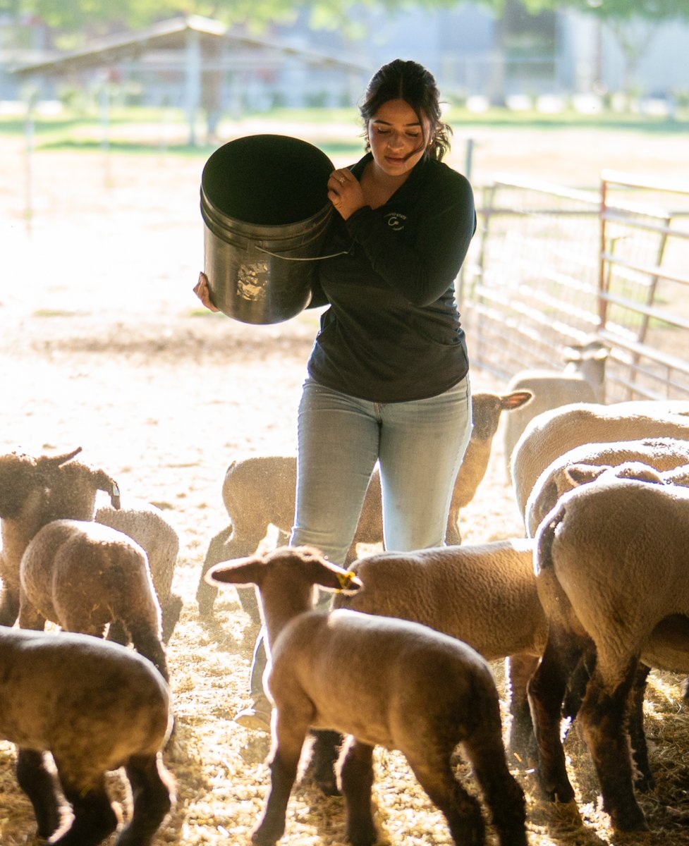 FSJordanCollege's tweet photo. Students like Morgan Jackson are making an impact through hands-on work in the campus sheep unit. 🐑As a Harris Fellow, she has helped oversee the unit’s animal welfare and facility needs while supporting opportunities that extend beyond campus. 🐾 https://t.co/eU99QbbqFe