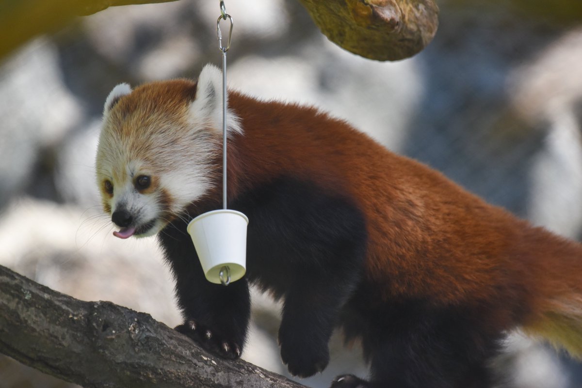 marylandzoo's tweet photo. This #TongueOutTuesday is brought to you by Aurora the red panda caught mid-blep. 👅 https://t.co/gT9nM6OAdL