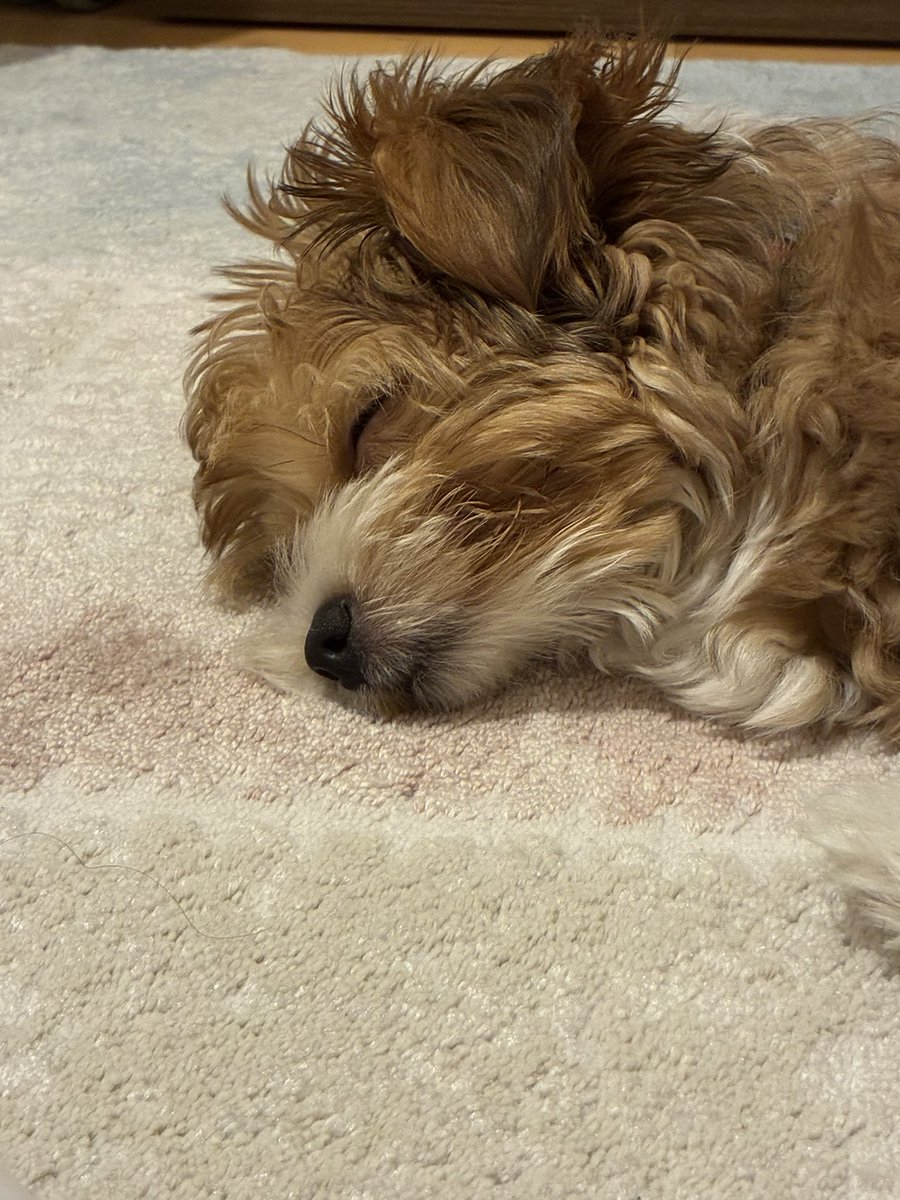 lilliesnmysoul's tweet photo. today with my chinese prince, zooming around biting everything then falling asleep next to me
(also those sleepy MLEM sounds OMG MY BABY 😭😭🎀🎀)
#morkie #loml #puppy https://t.co/cDGM5BKGPH