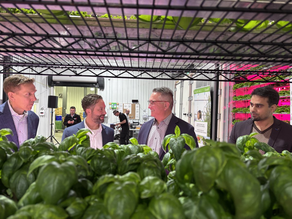 Four men stand among rows of leafy green plants.