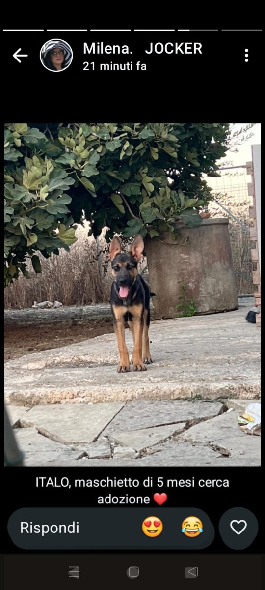 Emilystellaemi2's tweet photo. ITALO, 5 MESI, CERCA  FAMIGLIA .ABBANDONATO CON I FRATELLINI VICINO ALLE ROTAIE DEL TRENO. 
MILENA 346 824 1917
GRAZIE INFINITE ♥️🙏 https://t.co/7PwZkchbgc