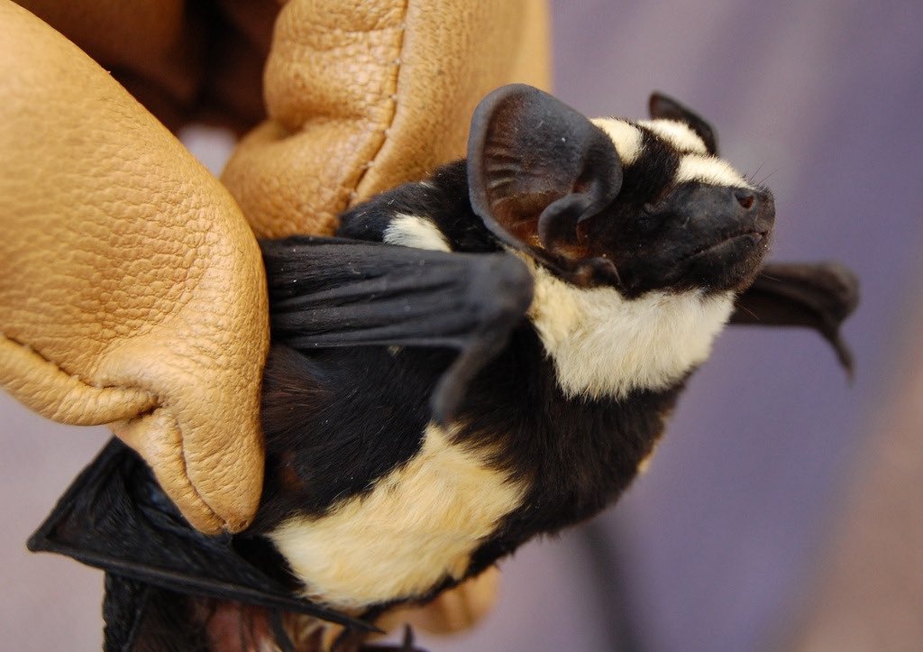 urgoregff's tweet photo. pied butterfly bat !! 🦇🦇 https://t.co/9fE6gnUESH