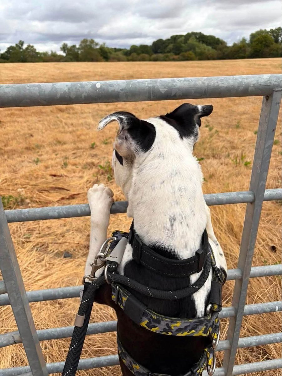 SeniorStaffy's tweet photo. Oreo needs a home ❤️
Found as a stray at 6 years old &amp; in kennels in Worcestershire. He is friendly, playful and bouncy. Oreo is a young, fit dog and he loves getting out and about on walks. An outdoor, active home with a garden would be ideal for him ❤️❤️
https://t.co/CLK3mm0rWp https://t.co/AQgonfWi4s