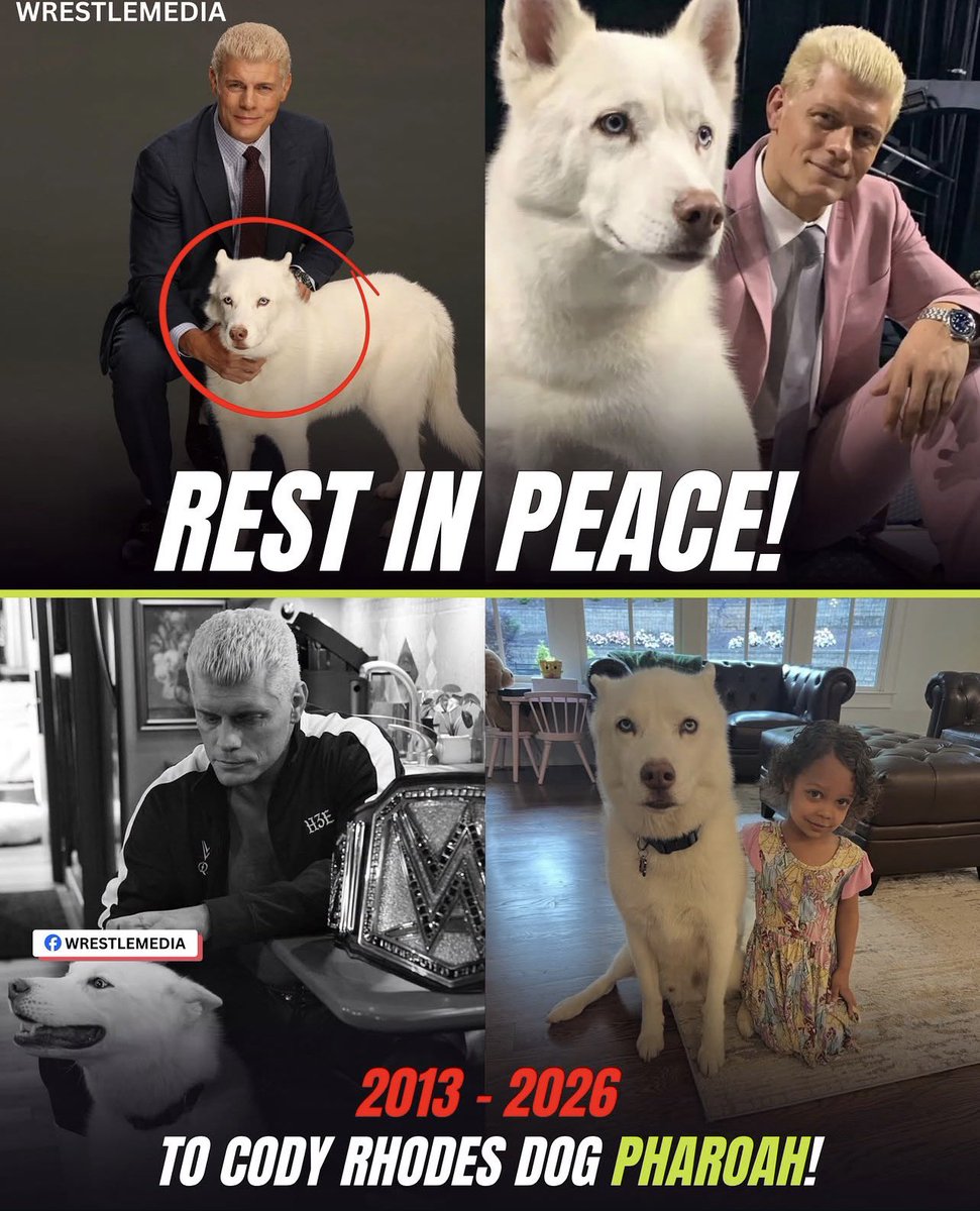 SGWug's tweet photo. SO BAD! Rip ! Sgw has a local Dog for @CodyRhodes to adopt! https://t.co/ZAEMTBQxG6