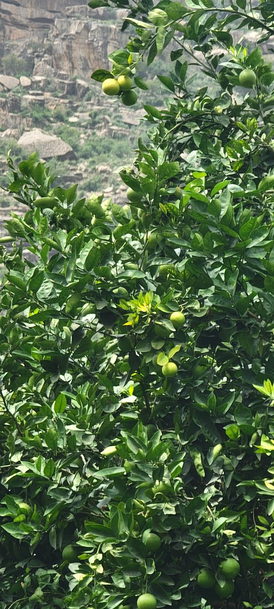 shhwanyl1's tweet photo. 🍋 مستحيل تكون هالكمية صدفة! شجرة وحدة محمّلة بالثمار بشكل غير طبيعي برأيكم وش السر الحقيقي ورا هالإنتاج؟ https://t.co/xfzHKLL0OR