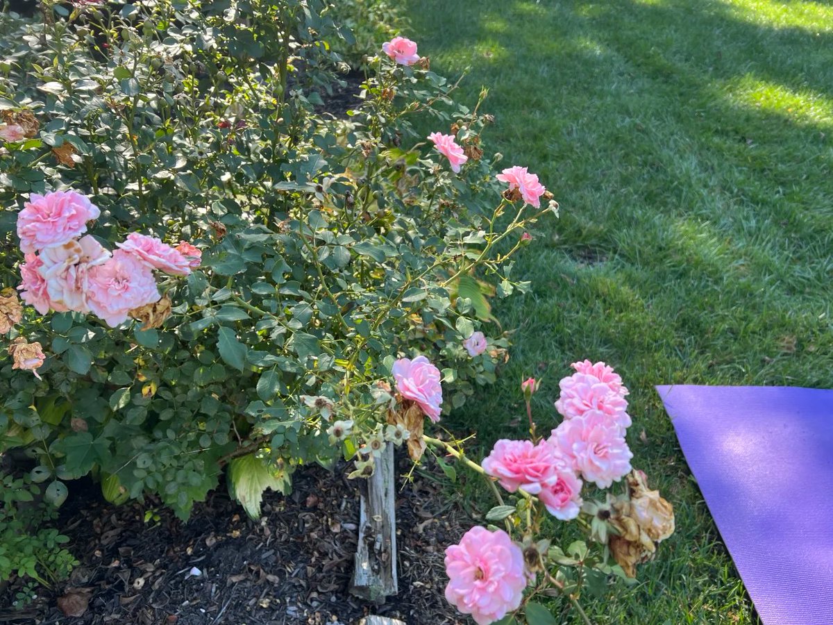 bbnwvbbnwv's tweet photo. The sun is shining, and the flowers are blooming beautifully. https://t.co/4DZ1JsgYdg