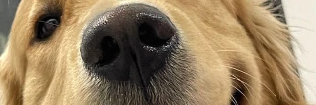 Dkaslong047's tweet photo. @Pochincoff you’ll wish you’d never leave
DM me via telegram for menu: https://t.co/5DmmJghkAT
#zoofilia 💯💕 
@zoolovers https://t.co/ZcOqL6NqrU