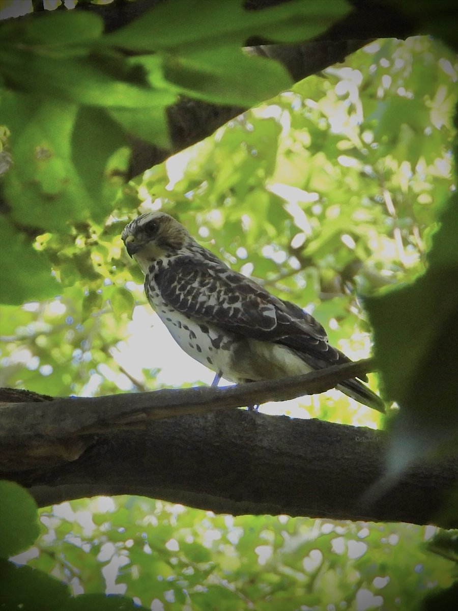 ElizabethP501's tweet photo. A #broadwingedhawk showed up very briefly at Laupot bridge in the Ramble ,Central park this afternoon 09/08/26 @BirdCentralPark #birdcpp https://t.co/s6ftFQ6eFL
