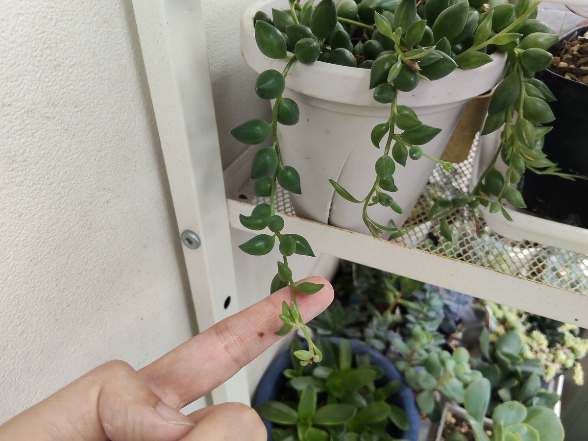 MLGayame's tweet photo. 伸びてきました！
かわいいです✨️

#多肉植物 https://t.co/ABzB3REeT1