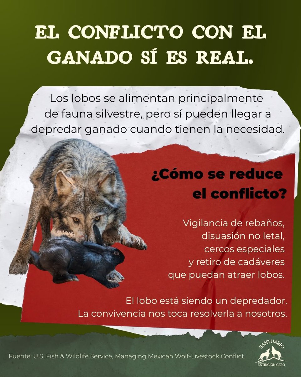 _hikariko57's tweet photo. 🐺Hilo sobre la situación actual del Lobo Mexicano Gris por parte de Extinción Cero🐺

Puedes firmar la petición https://t.co/7ixTYgDtgN 

Los siguientes 90 días son importantes para que sepamos si está orden procede a los siguientes pasos. 

#LoboGris #BringValkoBack https://t.co/QO8KJP5jX2