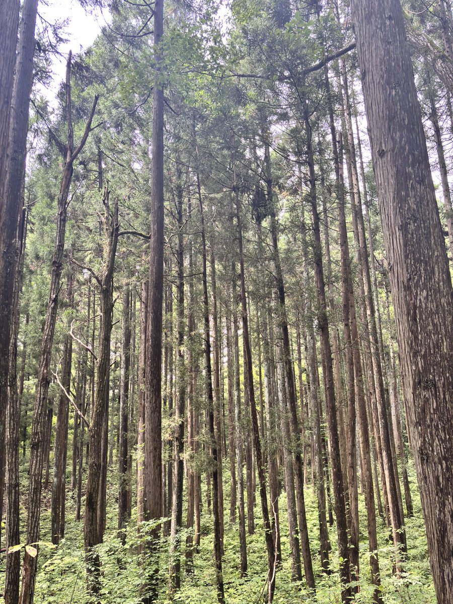 chihiro_forest's tweet photo. 森林サービス業として何か出来ないか…
自分んところのスギ林で伐採体験を観光業と連携して行う計画が立ち上がりました🌲

手付かずの山の現状と未来を伝えるために。

頑張りますっ！！！ https://t.co/AMo8lNlSuB