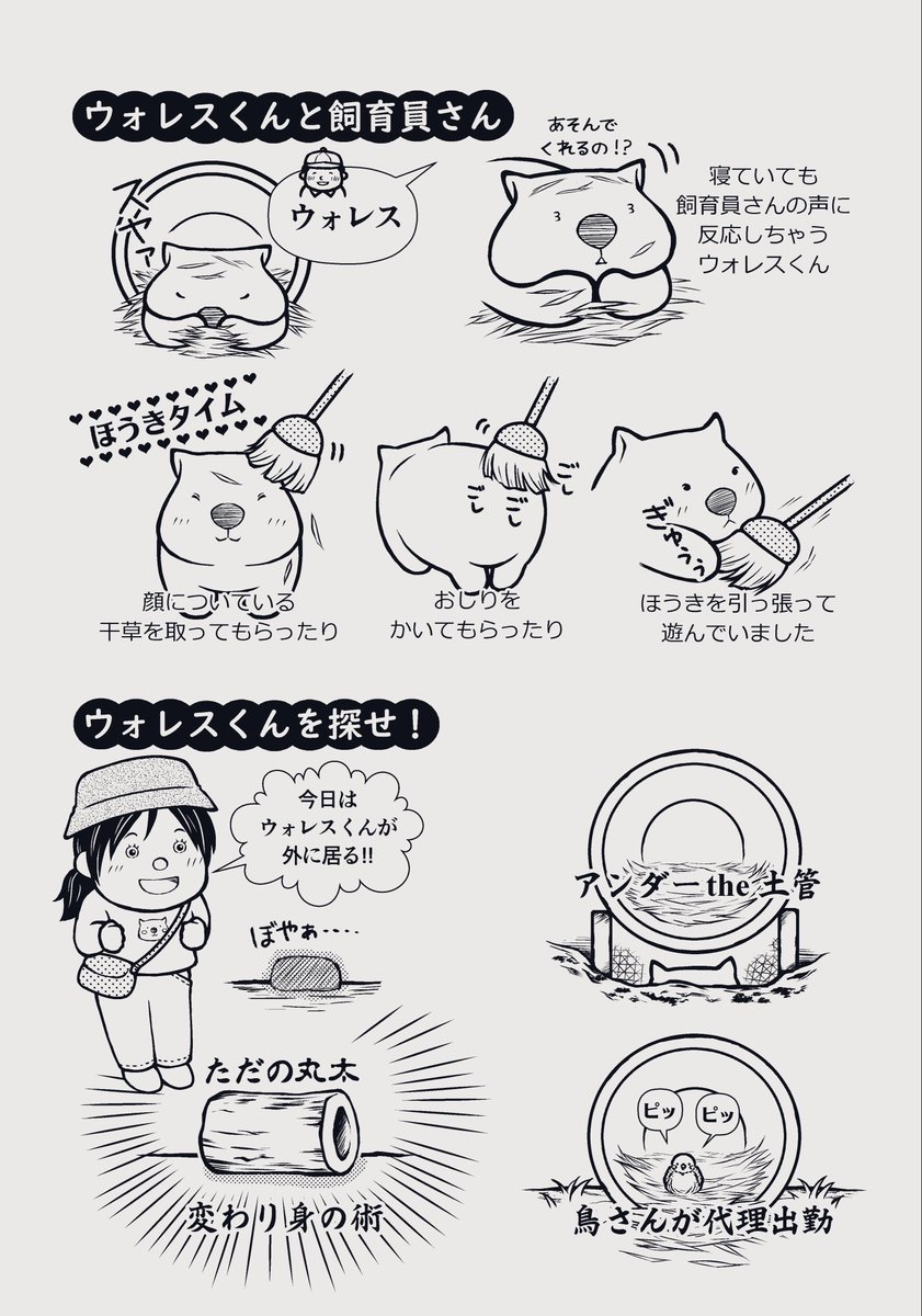boo_keron's tweet photo. wombat-zine vol.2(2019年3月発行)に寄稿した、東山動物園に居た頃のウォレスくんについて描いたものです😃

#ウォンバット #イラスト https://t.co/qvdDVYjerv