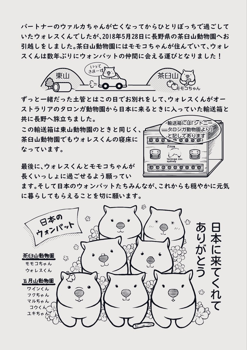 boo_keron's tweet photo. wombat-zine vol.2(2019年3月発行)に寄稿した、東山動物園に居た頃のウォレスくんについて描いたものです😃

#ウォンバット #イラスト https://t.co/qvdDVYjerv