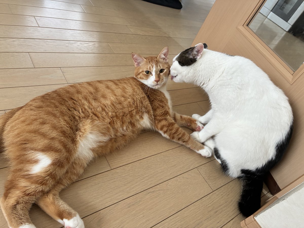 neltogoma's tweet photo. おはようございます☀
今日も素敵な一日をお過ごしください✨ https://t.co/iwPuLIpiwJ