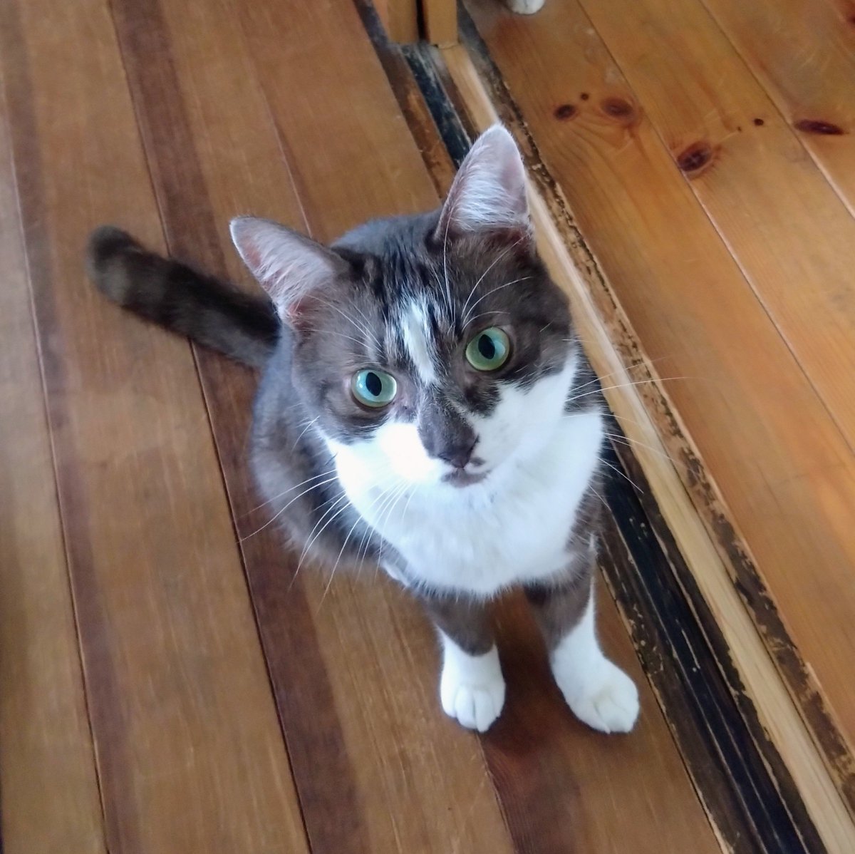 sanaem4's tweet photo. 保護猫コタロー、昨晩ネズミを捕まえてきた。
完全室内飼いなのに。
ネズミのヤツが家に出たショックよりも、５匹も猫がいてヤツに入り込まれたことに衝撃。
コタロー以外はヤツに全く気が付かず、爆睡してたことも驚きだ。
写真は『狩りはスゴイけど控えてほしい』旨を伝えられているコタローです。 https://t.co/dYC9K554i6