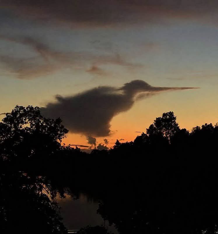 MattDevittWX's tweet photo. HOW COOL IS THIS?! Blue Heron cloud spotted in the sky in South Florida recently. No AI either, which makes it even better! Credit: Kathy Arnold https://t.co/lE4TUEcC6Q
