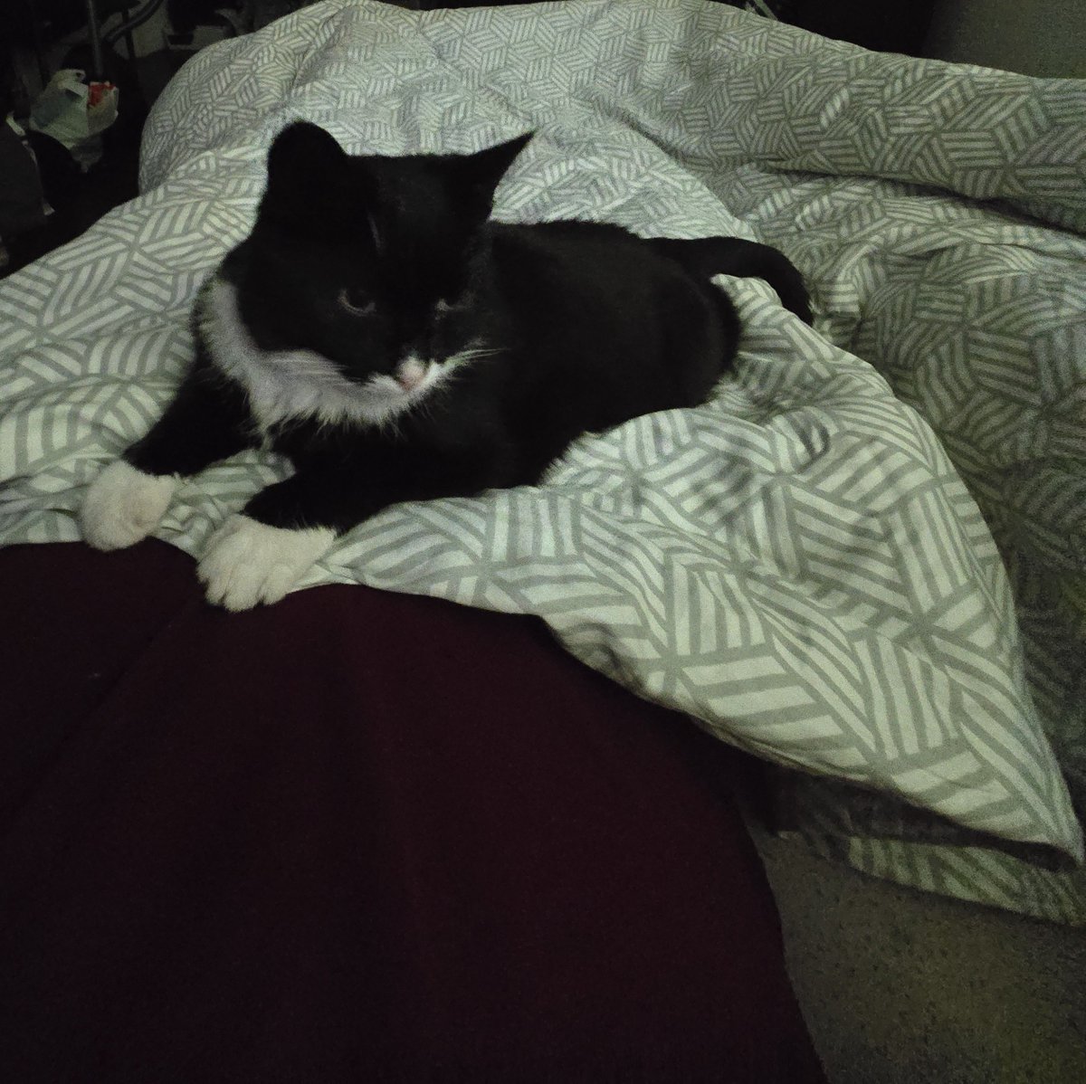 REX87441's tweet photo. @nicalis @tyronerodriguez @edmundmcmillen  could I get a copy of mewgenics it was the last game I played with my cat lizzie on my lap she was my little gambit through and through i know I seem like a loser for asking but the game really means alot to me #mewgenics https://t.co/QM59doo0k2