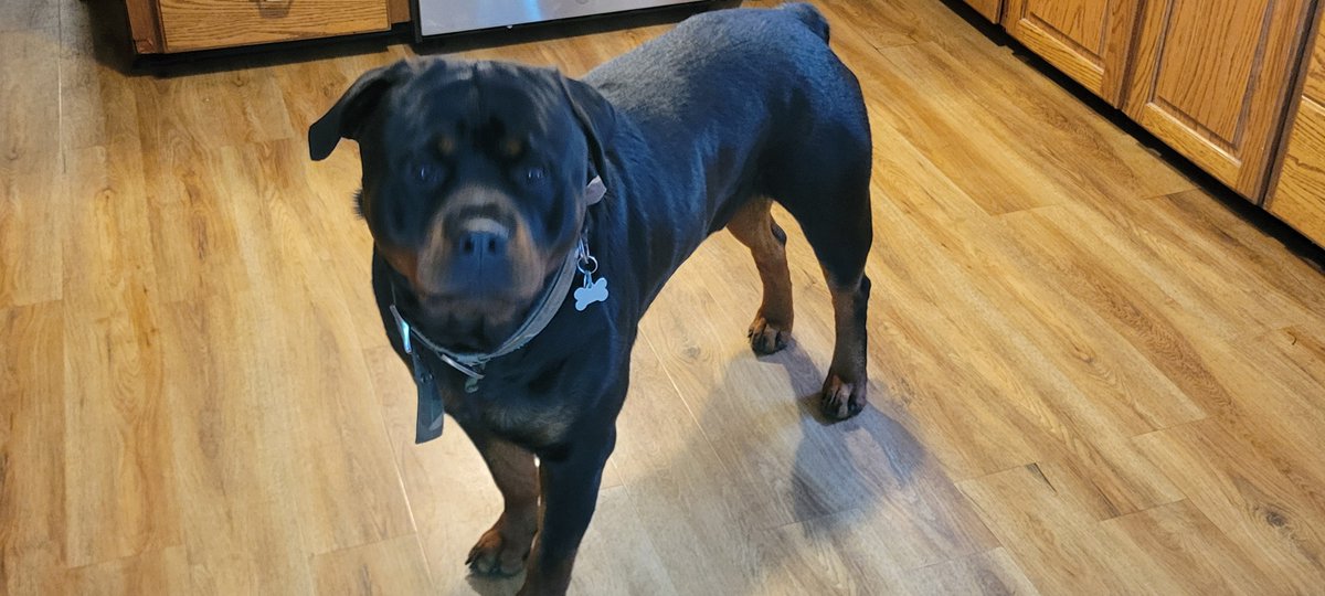 ChickeringBull's tweet photo. German rotties are so awesome!!! https://t.co/LHNHoQahlC