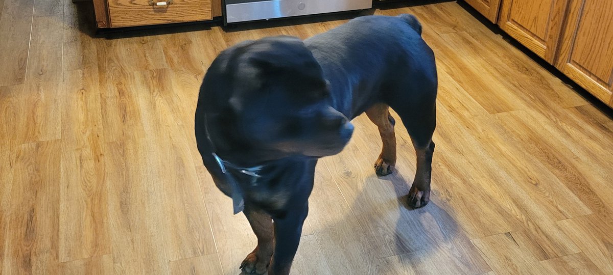 ChickeringBull's tweet photo. German rotties are so awesome!!! https://t.co/LHNHoQahlC