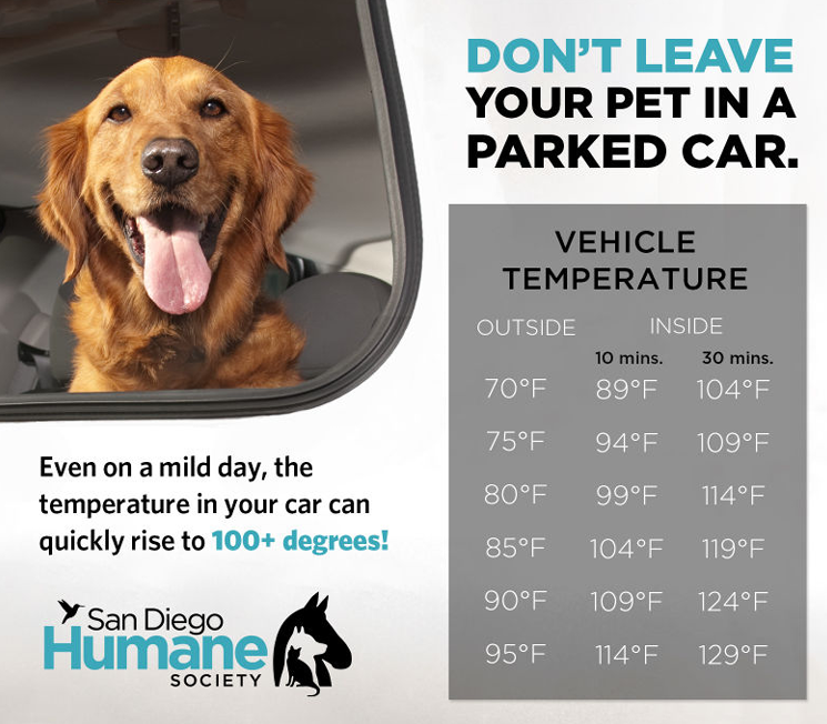 sdhumane's tweet photo. 🚨 An extreme heat warning is in effect across San Diego County and the rising temperatures can pose serious risks for pets. Keep pets in the cool indoors, skip walks during peak heat hours and never leave a pet in a parked car! For more tips, visit https://t.co/uPGIoy4xfs🚨 https://t.co/p48AVBofEE