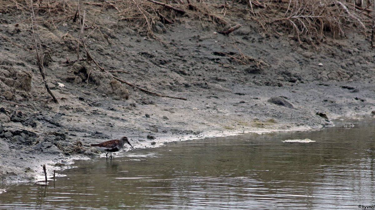 OzgunSozuer's tweet photo. https://t.co/Gvm0XlCefV
Dunlin | Calidris alpina | KARA KARINLI KUMKUŞU
#dunlin #calidrisalpina #calidris #karakarınlıkumkuşu #16x9_birds #pajareo #birdsofX #birdspotting #birdyourworld #ThePhotoHour #dailyphoto #PintoFotografia #hayvanmanzaraları #animalscape https://t.co/Y76zbpt0VU