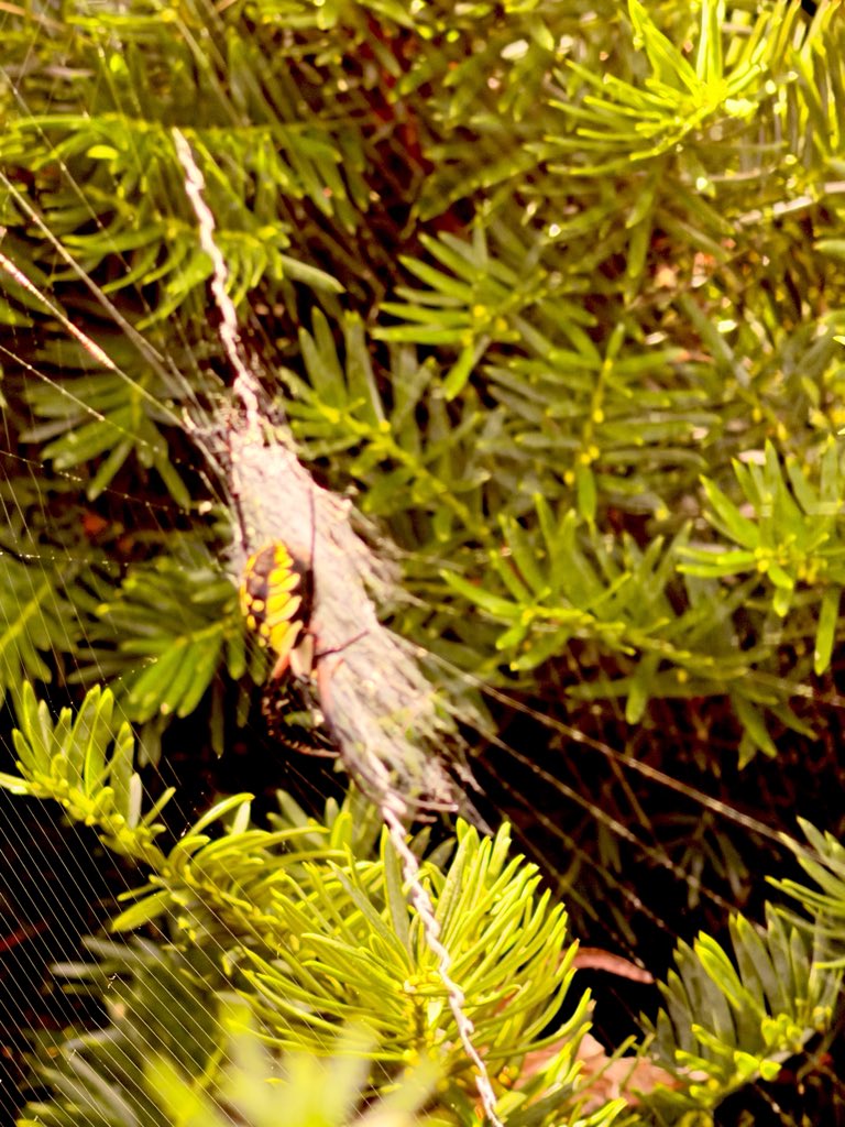 Flawwed1Art's tweet photo. We ran across these wicked spiders right next to the porch where I sit most often earlier today. They’re pretty freaky looking and quite large each one being about 2 inches from one into the other. And great web builders by the looks of it.

#Karvan #Caravan #StarForge https://t.co/pusguu4FyQ