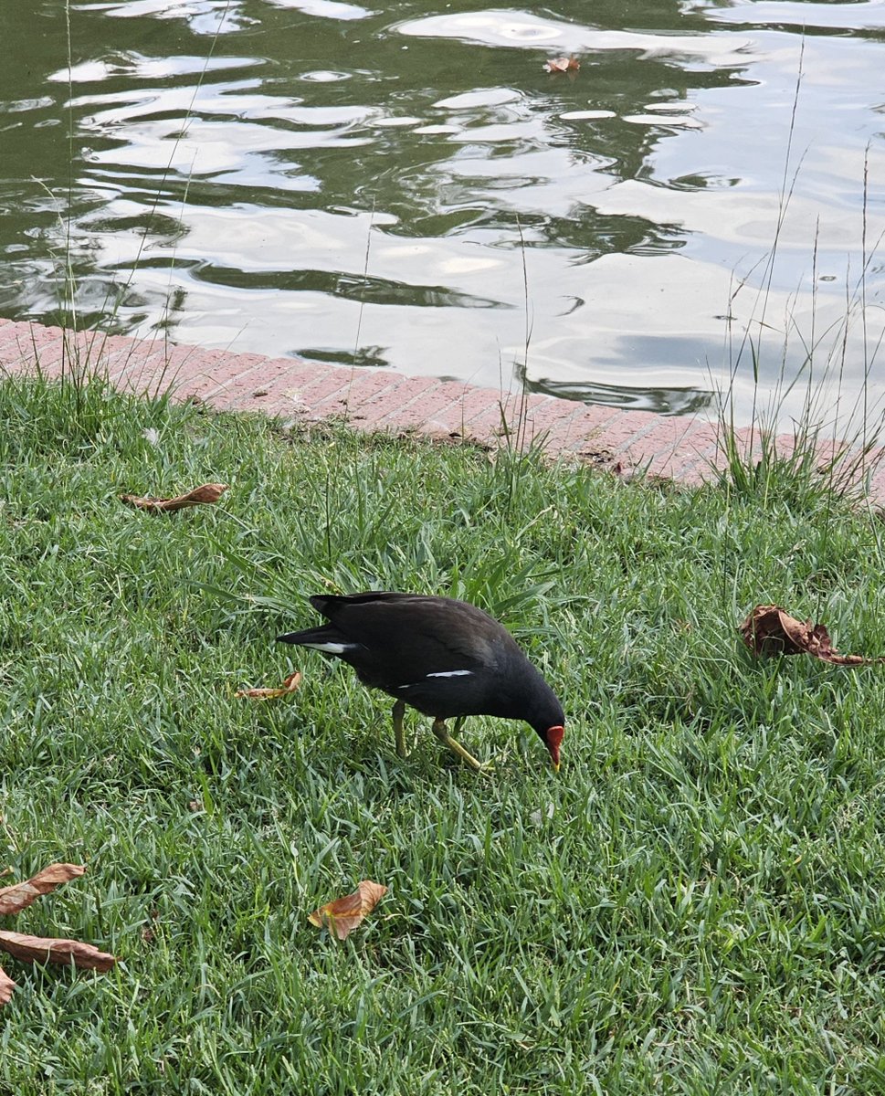 DanielSenda's tweet photo. Gallineta común (Gallinula chloropus) alimentándose de brotes de hierba en el #parquedeElRetiro https://t.co/c9JMgLvbyD