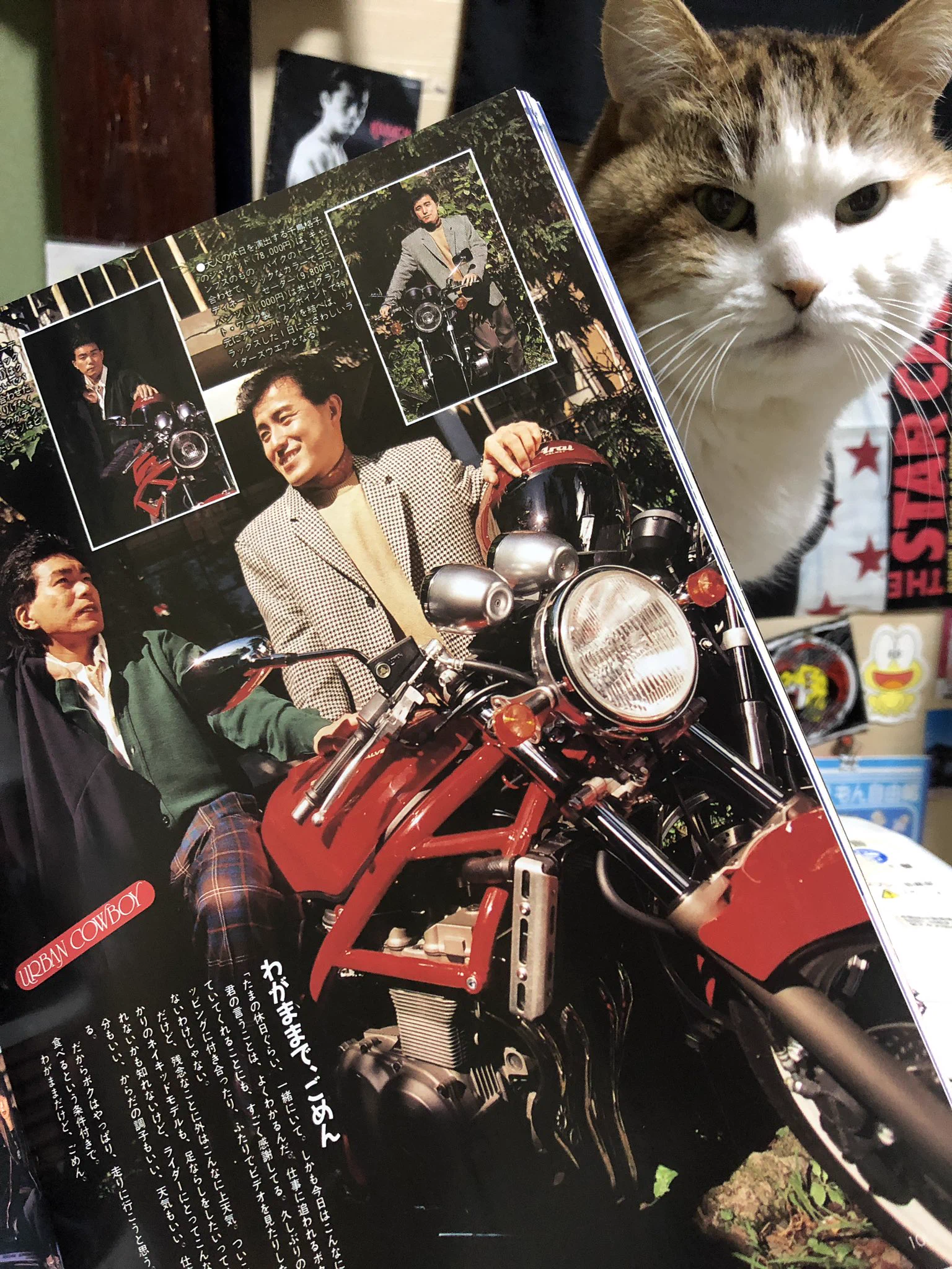 秋田猫 على X: 