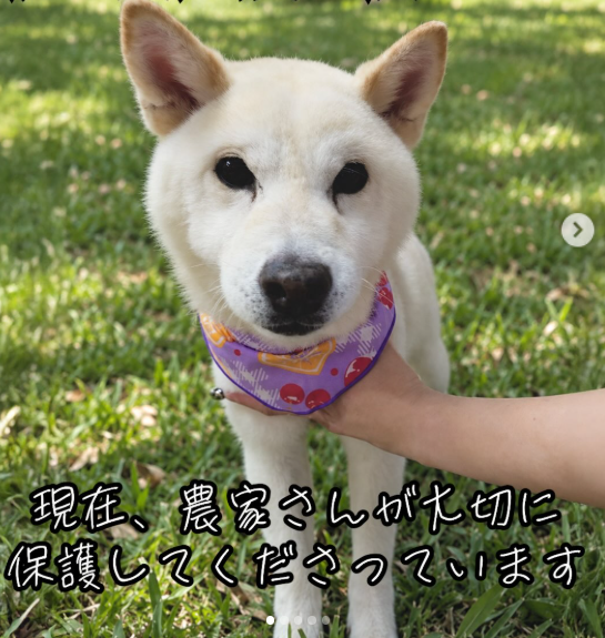 mama88872520's tweet photo. #栃木県  那須塩原市  那須塩原市佐野  7/31保護😖
#白柴 ♀️ 柴犬  人懐っこい  首輪跡あり 
#迷子犬 #迷い犬  那須町  大田原市  矢板市
⬇️お心当たりのある方、情報お届け下さい🙏
発信者様IG https://t.co/3637OGWbbP より🙇‍♂️ https://t.co/O37y0tfPKn