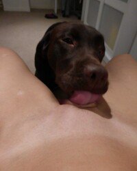 Alexarovento's tweet photo. A little naughty! A little classy
&amp; completely irresistible🥵✨
I’ve been arranging new kinks specially just 4 you.
Join VIP channel🎬

https://t.co/7kiUSGRaVN

#K9Girl #KnottySlut #DogKnot #ZooKink #BreedingKink #Bestiality #PrimalKink #Knotted #BeastCum #K9Content #NSFW #Texas https://t.co/kD0qJcCnL3